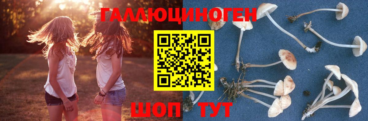 Псилоцибиновые грибы Psilocybine cubensis Пенза
